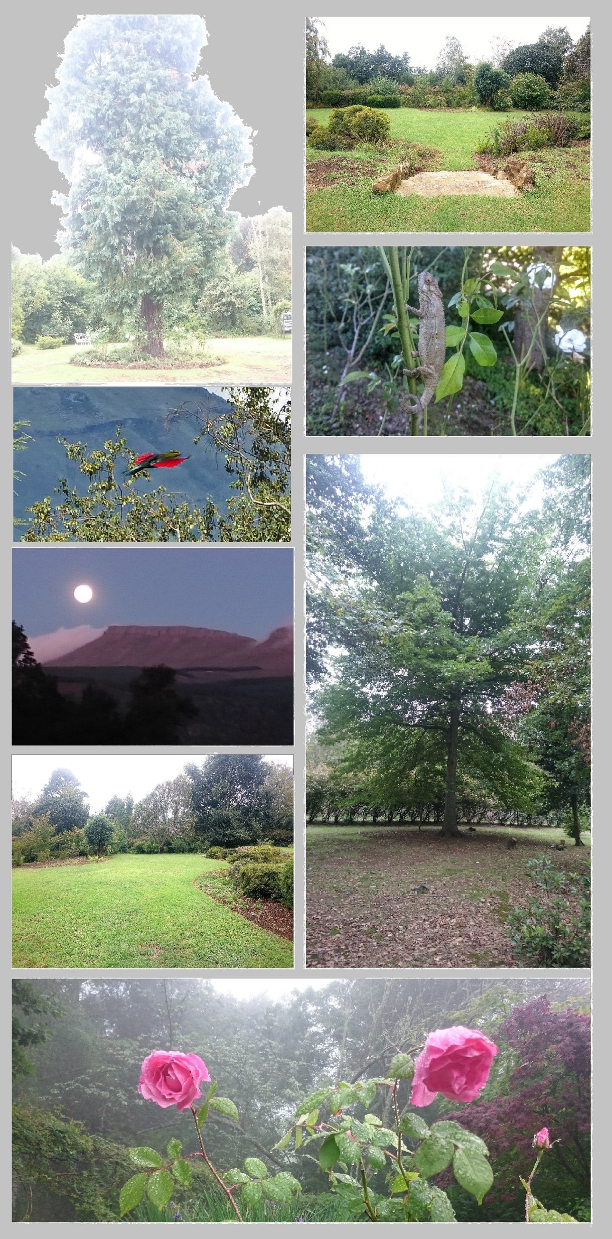 Scenes from the Trewennan garden and forest